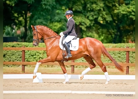 Hannoveraner, Wallach, 3 Jahre, 170 cm, Dunkelfuchs