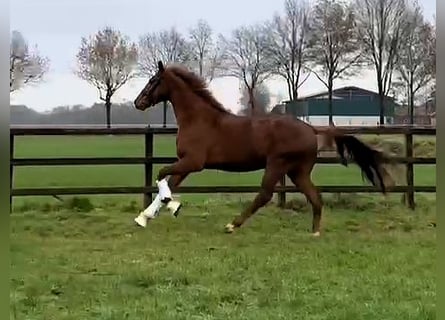 Hannoveraner, Wallach, 3 Jahre, 170 cm, Fuchs