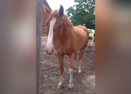 Hannoveraner, Wallach, 3 Jahre, 170 cm, Fuchs