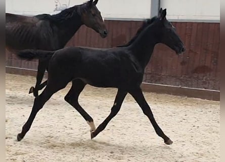 Hannoveraner, Wallach, 3 Jahre, 170 cm, Rappe