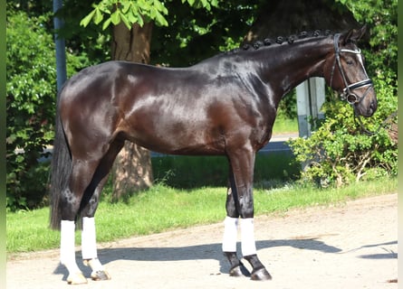Hannoveraner, Wallach, 3 Jahre, 170 cm, Rappe