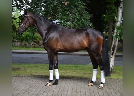 Hannoveraner, Wallach, 3 Jahre, 170 cm, Schwarzbrauner