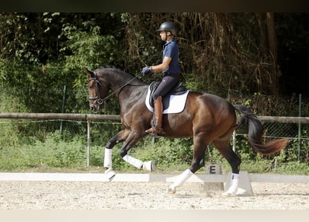 Hannoveraner, Wallach, 3 Jahre, 171 cm, Dunkelbrauner