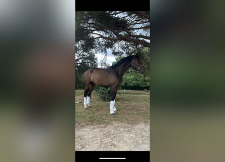 Hannoveraner, Wallach, 3 Jahre, 171 cm, Dunkelbrauner