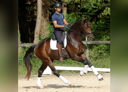 Hannoveraner, Wallach, 3 Jahre, 171 cm, Dunkelbrauner