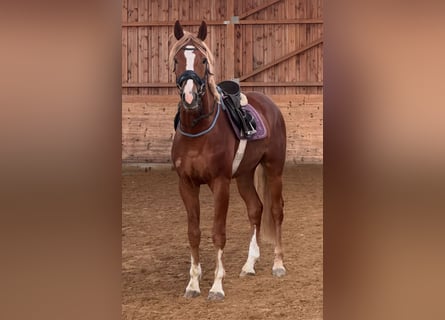 Hannoveraner, Wallach, 3 Jahre, 171 cm, Fuchs
