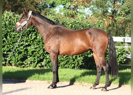 Hannoveraner, Wallach, 3 Jahre, 172 cm, Brauner