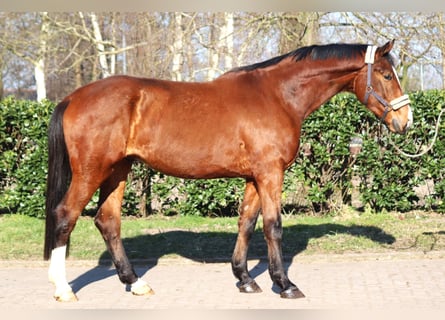 Hannoveraner, Wallach, 3 Jahre, 172 cm, Brauner