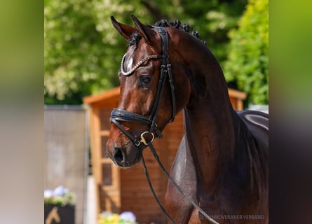 Hannoveraner, Wallach, 3 Jahre, 172 cm, Brauner