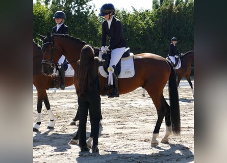 Hannoveraner, Wallach, 3 Jahre, 172 cm, Dunkelbrauner