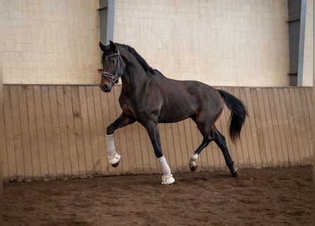 Hannoveraner, Wallach, 3 Jahre, 172 cm, Dunkelbrauner