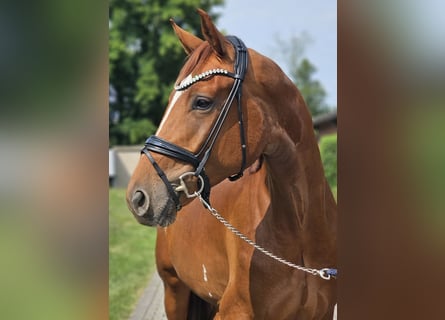 Hannoveraner, Wallach, 3 Jahre, 172 cm, Fuchs