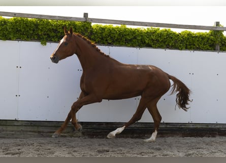Hannoveraner, Wallach, 3 Jahre, 172 cm, Fuchs