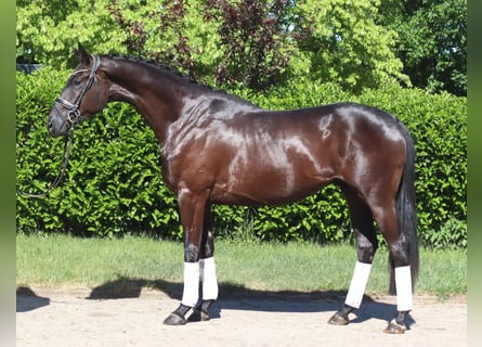 Hannoveraner, Wallach, 3 Jahre, 172 cm, Rappe