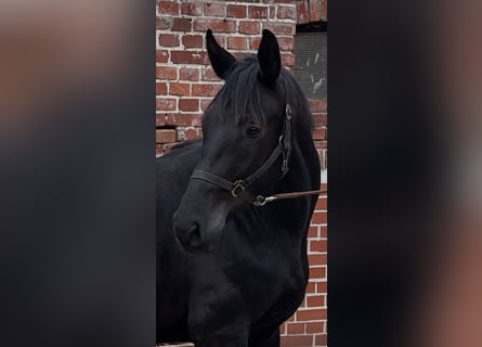 Hannoveraner, Wallach, 3 Jahre, 172 cm, Schwarzbrauner