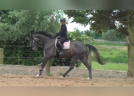 Hannoveraner, Wallach, 3 Jahre, 173 cm, Apfelschimmel