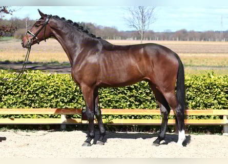 Hannoveraner, Wallach, 3 Jahre, 173 cm, Dunkelbrauner