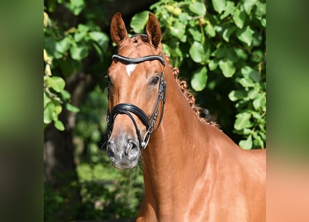 Hannoveraner, Wallach, 3 Jahre, 173 cm, Fuchs