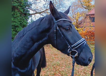 Hannoveraner, Wallach, 3 Jahre, 173 cm, Rappe