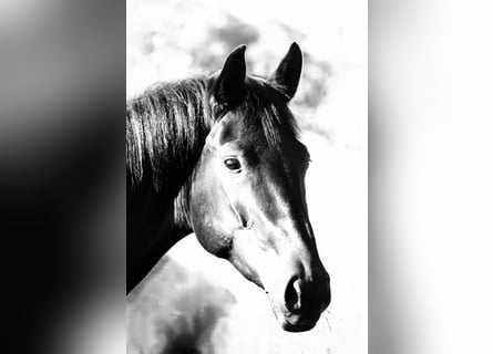 Hannoveraner, Wallach, 3 Jahre, 173 cm, Rappe