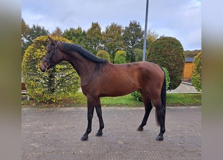 Hannoveraner, Wallach, 3 Jahre, 174 cm, Brauner