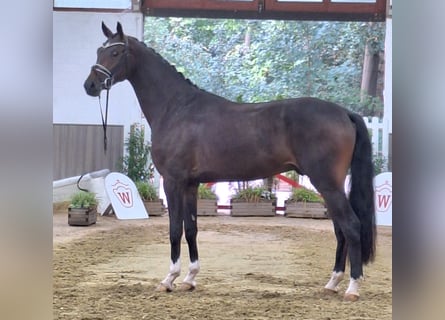Hannoveraner, Wallach, 3 Jahre, 174 cm, Brauner