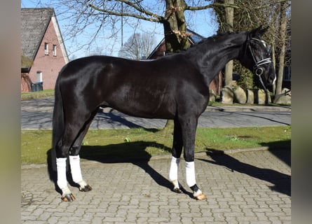 Hannoveraner, Wallach, 3 Jahre, 174 cm, Rappe