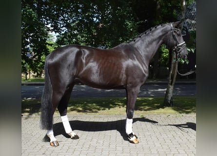 Hannoveraner, Wallach, 3 Jahre, 174 cm, Rappe