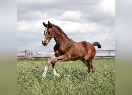 Hannoveraner, Wallach, 3 Jahre, 175 cm, Brauner