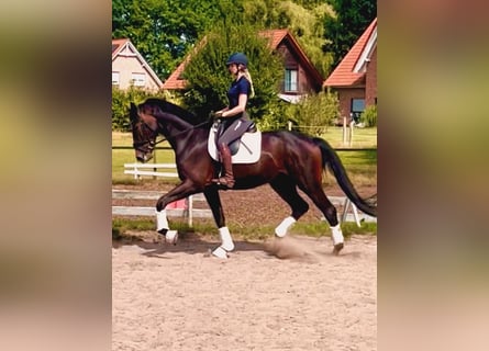 Hannoveraner, Wallach, 3 Jahre, 175 cm, Dunkelbrauner