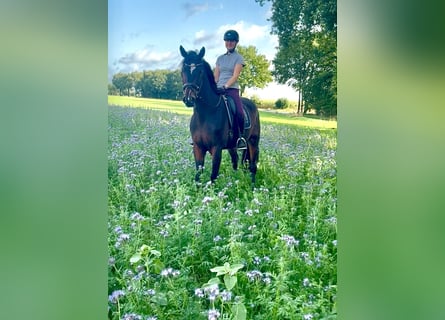 Hannoveraner, Wallach, 3 Jahre, 175 cm, Dunkelbrauner