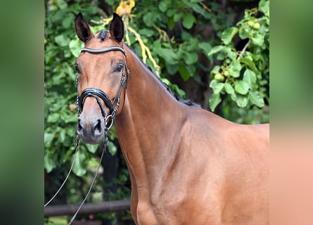 Hannoveraner, Wallach, 3 Jahre, 177 cm, Brauner