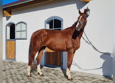 Hannoveraner, Wallach, 3 Jahre, 178 cm, Fuchs