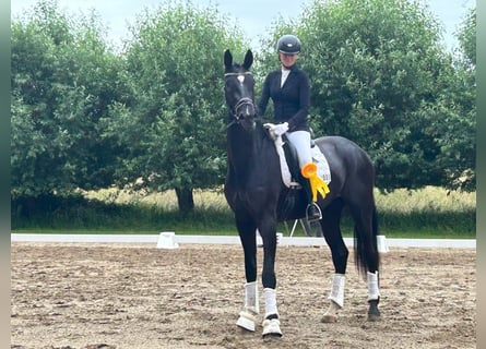 Hannoveraner, Wallach, 3 Jahre, 180 cm, Rappe