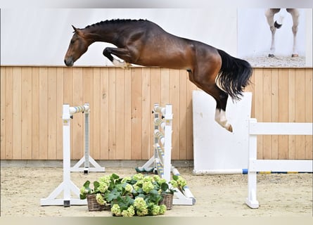 Hannoveraner, Wallach, 3 Jahre, Brauner