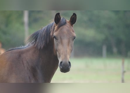 Hannoveraner, Wallach, 3 Jahre, Dunkelbrauner