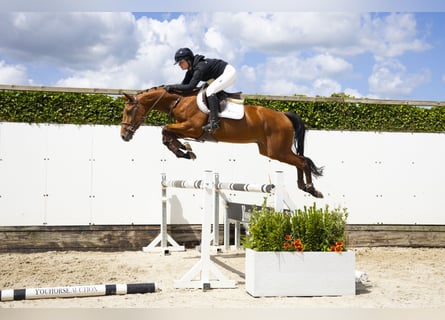 Hannoveraner, Wallach, 4 Jahre, 158 cm, Brauner