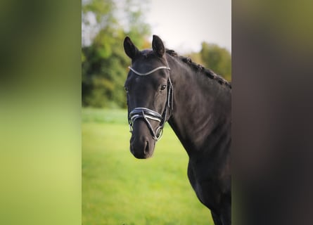 Hannoveraner, Wallach, 4 Jahre, 160 cm, Rappe