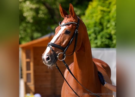 Hannoveraner, Wallach, 4 Jahre, 161 cm, Fuchs