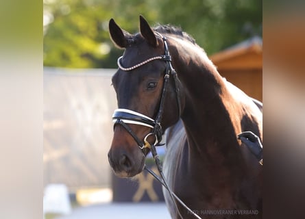 Hannoveraner, Wallach, 4 Jahre, 162 cm, Brauner