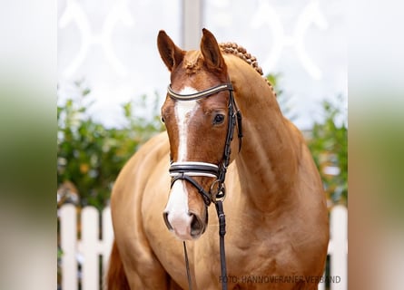 Hannoveraner, Wallach, 4 Jahre, 162 cm, Fuchs