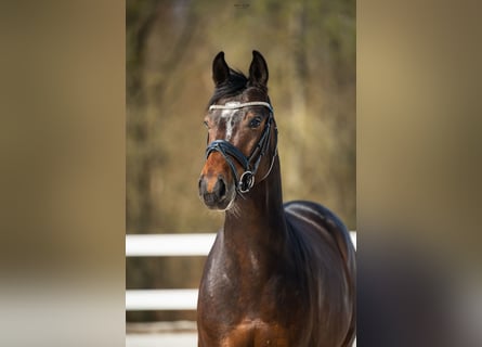 Hannoveraner, Wallach, 4 Jahre, 162 cm, Rotbrauner