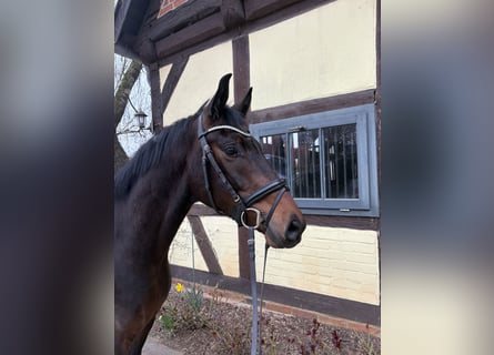 Hannoveraner, Wallach, 4 Jahre, 163 cm, Brauner