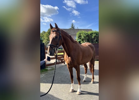 Hannoveraner, Wallach, 4 Jahre, 163 cm, Dunkelfuchs