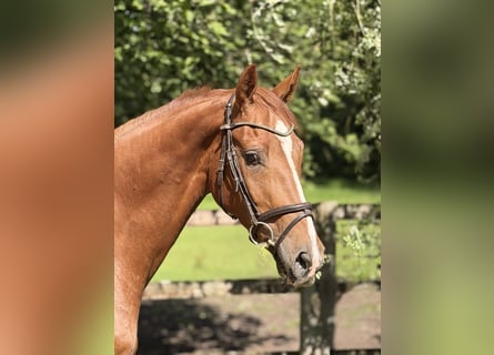 Hannoveraner, Wallach, 4 Jahre, 163 cm, Fuchs