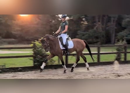 Hannoveraner, Wallach, 4 Jahre, 163 cm, Rotbrauner