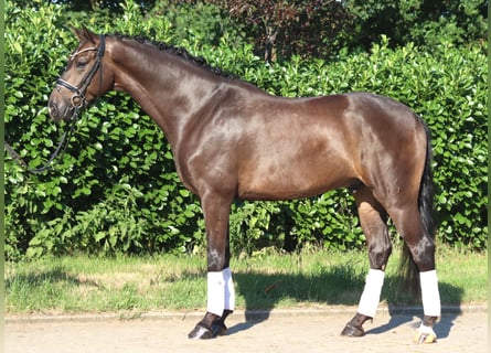 Hannoveraner, Wallach, 4 Jahre, 164 cm, Brauner