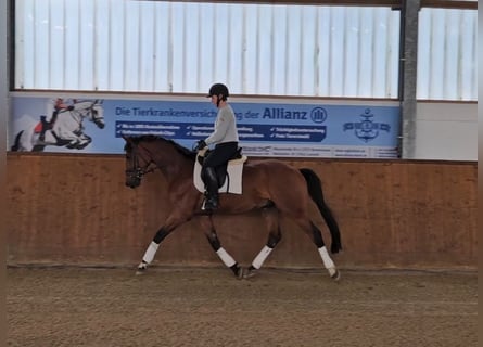 Hannoveraner, Wallach, 4 Jahre, 164 cm, Brauner