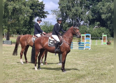 Hannoveraner, Wallach, 4 Jahre, 164 cm, Brauner