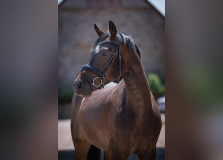 Hannoveraner, Wallach, 4 Jahre, 164 cm, Dunkelbrauner